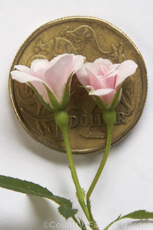 Rosa 'Si' ('Perla de Monserrat' x ['Anny' x 'Tom. Thumb']), usually regarded as the world's smallest double-flowered rose, this small bush with its tiny blooms was raised by Pedro. Dot of Spain in 1957. It grows to no more than 25cm high. The flowers are shown here with aAustralian 1 dollar coin. Order: Rosales, Family: Rosaceae