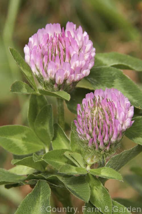 Red Clover or Purple Clover (<i>Trifolium pratense</i>), a short-lived perennial originally native to Europe. It is often grown in pastures and also occurs as a weed. It can grow to over 50cm tall and there are several ornamental cultivars. trifolium-3369htm'>Trifolium.