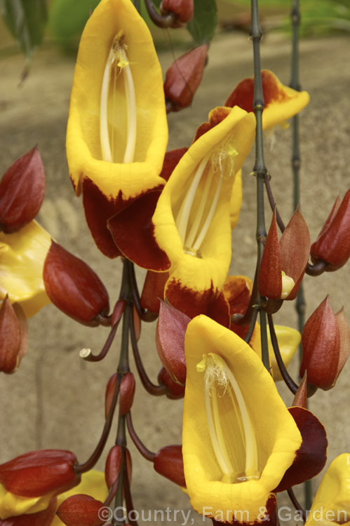 Thunbergia mysorensis, a twining, evergreen climber with long, pendulous racemes of flowers that open throughout the warmer month. It is native to India Order: Asterales, Family: Asteraceae