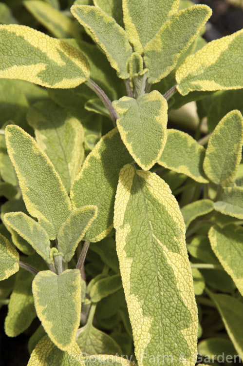 Salvia officinalis 'Aurea', a yellow and grey-green-leafed variegated foliage cultivar of Common Sage, an evergreen woody-stemmed perennial of shrub native to the Mediterranean area. Its foliage has long been used in cooking and it also has some herbal medicinal uses. Order: Lamiales, Family: Lamiaceae