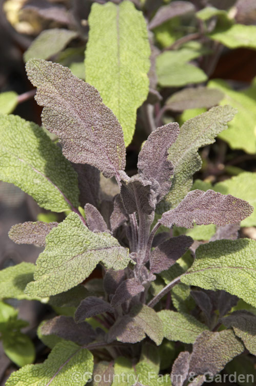 Salvia officinalis 'Purpurascens', a purple-red-leafed foliage cultivar of Common Sage, an evergreen woody-stemmed perennial of shrub native to the Mediterranean area. Its foliage has long been used in cooking and it also has some herbal medicinal uses. Order: Lamiales, Family: Lamiaceae