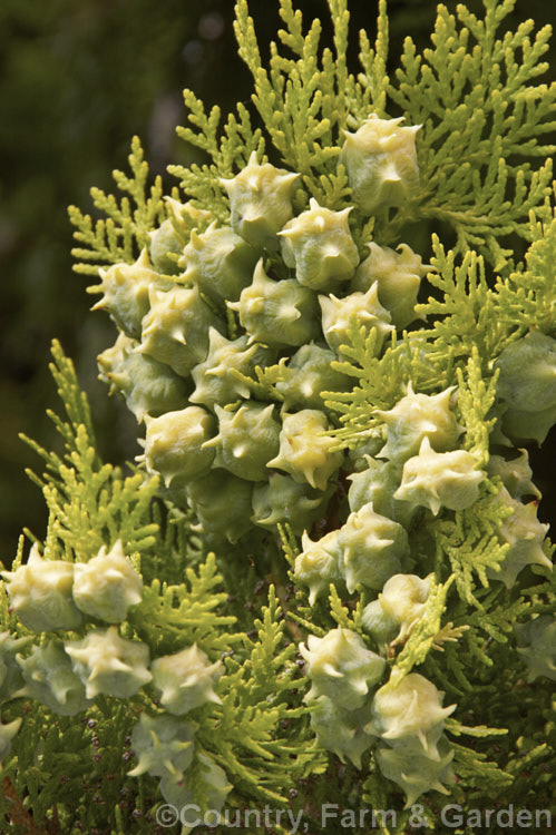 The developing cones of Thuja occidentalis 'Beverleyensis, a slow-growing, golden-foliaged cultivar of a 20m tall eastern North American tree. The turns to golden bronze in winter. Order: Pinales, Family: Cupressaceae