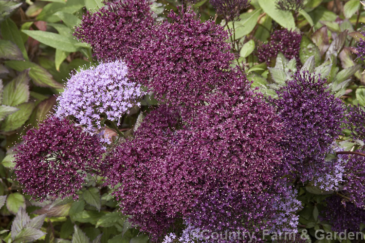 Trachelium caeruleum, a woody-stemmed western and central Mediterranean perennial that is often treated as a summer annual. There are several cultivated forms in shades of mauve-blue, purple and white. trachelium-3361htm'>Trachelium. <a href='campanulaceae-plant-family-photoshtml'>Campanulaceae</a>.