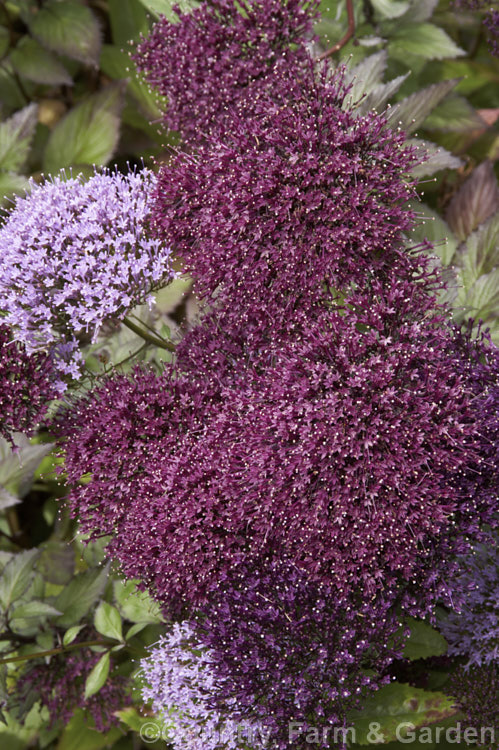 Trachelium caeruleum, a woody-stemmed western and central Mediterranean perennial that is often treated as a summer annual. There are several cultivated forms in shades of mauve-blue, purple and white. trachelium-3361htm'>Trachelium. <a href='campanulaceae-plant-family-photoshtml'>Campanulaceae</a>.