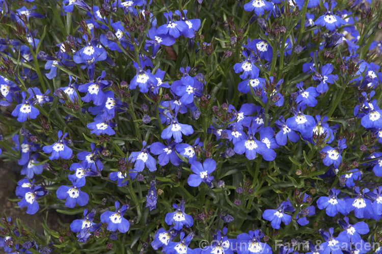 Lobelia erinus 'Mrs Clibran. Improved', a cultivar of the common bedding lobelia, a perennial (often treated as annual</i>) native to South Africa 'Mrs Clibran. Improved' has a cascading habit and is often used in hanging baskets. lobelia-2174htm'>Lobelia. <a href='campanulaceae-plant-family-photoshtml'>Campanulaceae</a>.