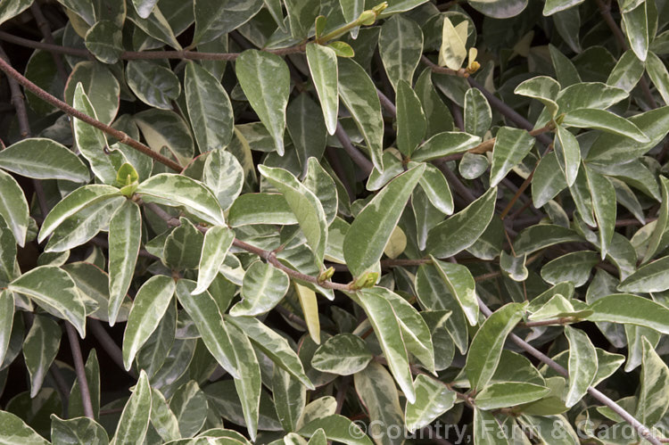 Variegated Star Jasmine (<i>Trachelospermum jasminoides 'Variegata'), a cream and pale green-variegated form of an evergreen climber native to China. Like the species, its flowers are very fragrant and appear mainly in summer, but they are far less conspicuous against the lighter foliage. trachelospermum-3362htm'>Trachelospermum. Order: Gentianales, Family: Apocynaceae