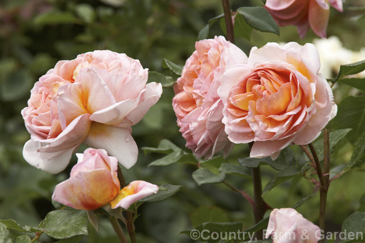 Rosa 'Jacquenetta' ('Charles Austin' seedling</i>), an English Rose introduced by Austin of England in 1983. It grows to around 12m high and wide and is quite strongly scented. Order: Rosales, Family: Rosaceae