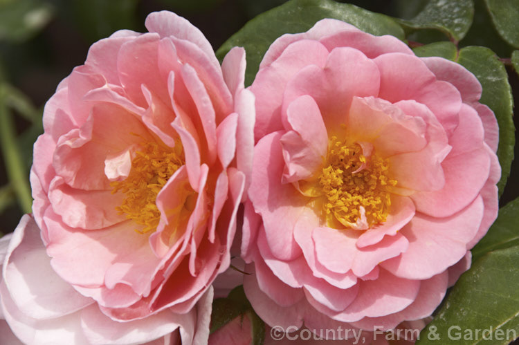 Rosa 'Lorraine Lee' ([Rosa gigantea x 'Jessie. Clark'] x 'Capitaine. Millet'), a Hybrid Gigantea or Tea climber introduced by McKay in 1932. It is a sport of large bush introduced by Clark in 1924. The flowers are fragrant and the plant can reach 6m tall Order: Rosales, Family: Rosaceae
