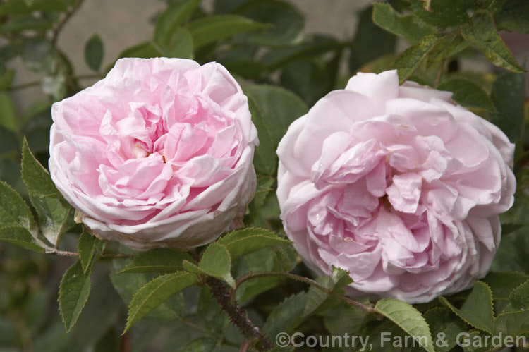 Rosa 'Madame Louis Leveque', a moss-flowered Hybrid Perpetual possibly with Centifolia influence. It was raised by Leveque of France in 1898 and the parentage is unknown. It grows to around 15m high and wide. Order: Rosales, Family: Rosaceae