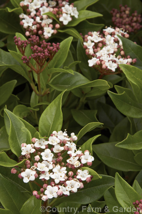 Viburnum tinus 'Eve. Price', a compact, heavy-flowering cultivar of the Laurustinus, an evergreen winter-spring-flowering shrub native to southern Europe and North Africa 'Eve. Price' grows to around 2m high and wide. viburnum-2081htm'>Viburnum.. viburnum-2081htm'>Viburnum. <a href='adoxaceae-plant-family-photoshtml'>Adoxaceae</a>.