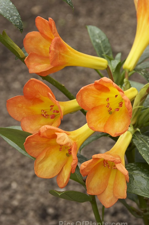 <i>Rhododendron</i> 'Tropic Glow' (<i>Rhododendron lochiae</i> x <i>Rhododendron macgregoriae</i>), a Vireya hybrid with showy bicolor flowers. Like most vireyas it is inclined to be a sprawling bush and benefits for occasional trimming to shape. Order: Ericales, Family: Ericaceae