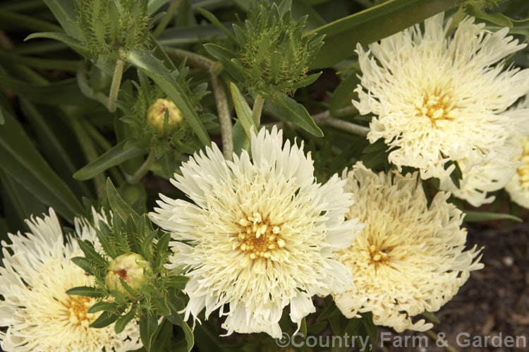 Stokesia laevis 'Mary Gregory', a cream to pale yellow-flowered cultivar of Stokes'. Aster, a perennial daisy native to the southeastern United States. The species grows to around 1m tall and usually has white, blue, pink or purple flowerheads. Order: Asterales, Family: Asteraceae
