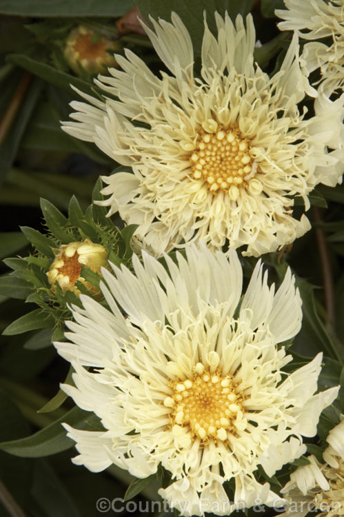 Stokesia laevis 'Mary Gregory', a cream to pale yellow-flowered cultivar of Stokes'. Aster, a perennial daisy native to the southeastern United States. The species grows to around 1m tall and usually has white, blue, pink or purple flowerheads. Order: Asterales, Family: Asteraceae