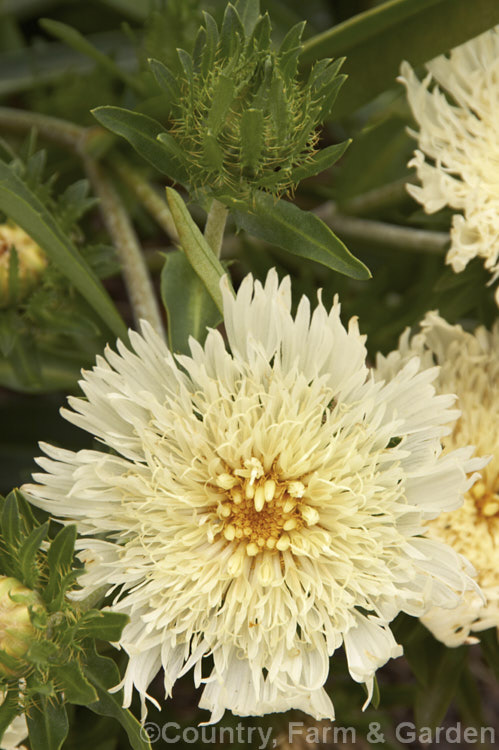 Stokesia laevis 'Mary Gregory', a cream to pale yellow-flowered cultivar of Stokes'. Aster, a perennial daisy native to the southeastern United States. The species grows to around 1m tall and usually has white, blue, pink or purple flowerheads. Order: Asterales, Family: Asteraceae