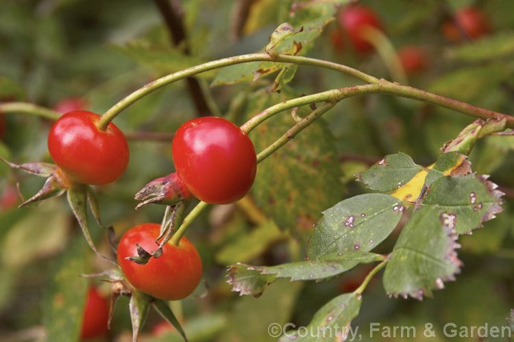 The hips or haws of the Nootka Rose (<i>Rosa nutkana</i>), a very prickly rose up to 3m tall. Native to western North America and found from Alaska to California. Order: Rosales, Family: Rosaceae