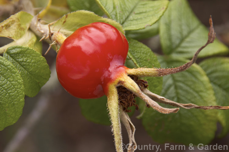 The hips or haws of the Japanese Rose (<i>Rosa rugosa</i>). Found naturally in eastern Russia, Korea, Japan and China, this dense, bushy rose has deep pink, single flowers and lush, dark green foliage, and is the main parent of the Rugosa hybrids. Order: Rosales, Family: Rosaceae