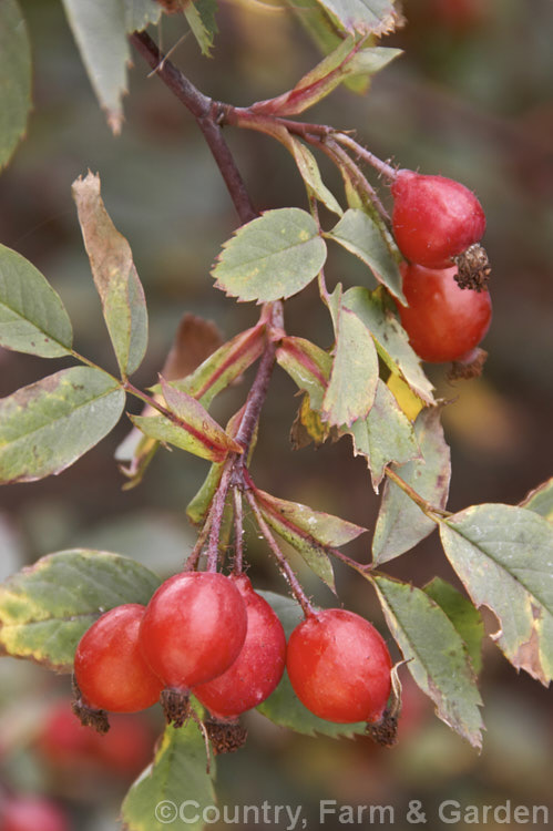 The hips or haws of Rosa glauca (syn. Rosa rubrifolia</i>), a very hardy rose native of the mountains of central and southern Europe. Order: Rosales, Family: Rosaceae