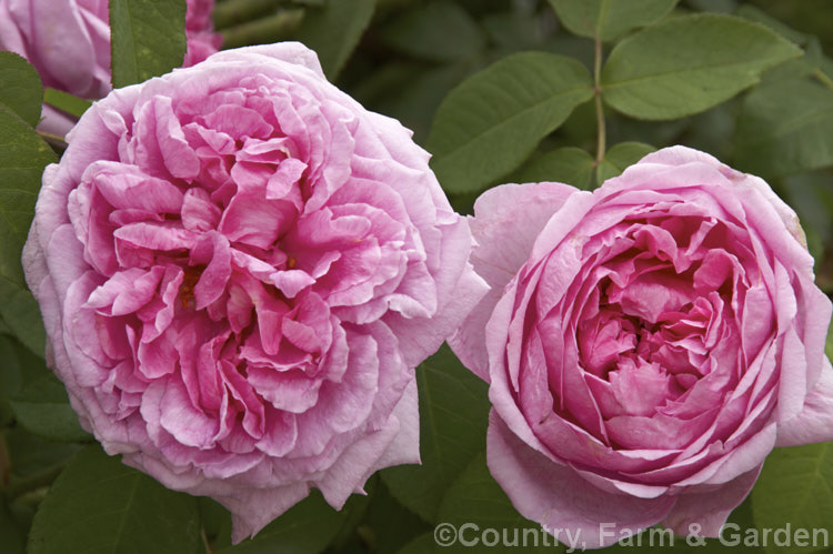 Rosa 'Comte de Chambord', this shrub rose is a fragrant. Portland/China rose cross raised by Moreau-Robert of France in 1860. Order: Rosales, Family: Rosaceae