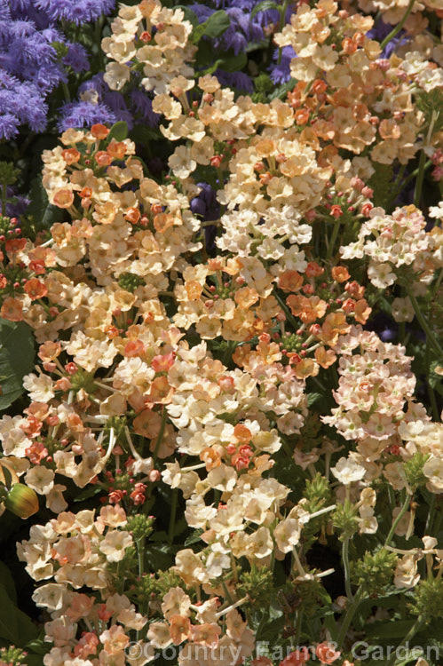 Verbena x hybrida 'Peaches and Cream', one of the many hybrid garden verbenas. A fairly low, spreading plant, it will often behave as a short-lived perennial but is most often treated as an annual. verbena-2396htm'>Verbena. .