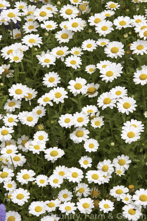 Tanacetum parthenium (syn. Chrysanthemum parthenium</i>) 'White Bonnet', a cultivar of the Feverfew, a summer-flowering southern European perennial with strongly aromatic foliage long used in herbal medicine, principally as a headache cure 'White Bonnet' is taller and has larger flowerheads than most other cultivars. tanacetum-2130htm'>Tanacetum.