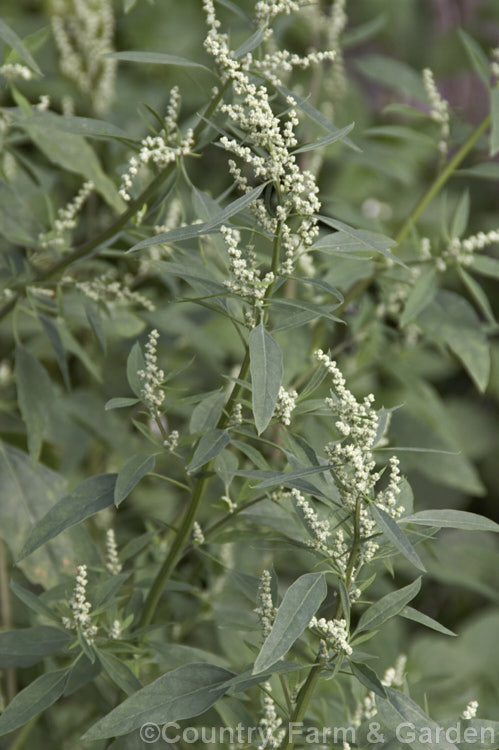 Fathen or Common Lamb's-quarters (<i>Chenopodium album</i>), a common weed of cultivated ground that can proliferate in light soils. Originally native to Europe, it is now common through most of the temperate zones. chenopodium-2424htm'>Chenopodium. Order: Caryophyllales, Family: Amaranthaceae