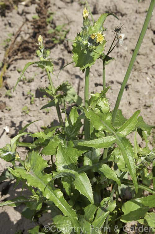 Sow Thistle (<i>Sonchus oleraceus</i>), a quick growing annual daisy with succulent stems and leave that exude a milky sap when cut. The leaves have deep lobes that are sharply toothed but not spiny. Sow thistle can grow to 15m tall, occurs in many parts of the world and is considered to be a weed that grows strongly enough to compete with cultivated crops.