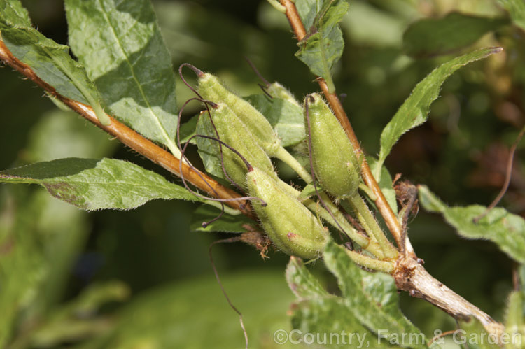 The maturing seedheads of a rhododendron. The seeds are very small and abundant