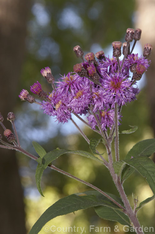 Ironweed (<i>Vernonia arkansana [syn. Vernonia crinita]), a late-summer to autumn-flowering perennial daisy native to the south-central United States. It can grow to as much as 3m tall and thrives in moist areas, such as pond margins. vernonia-3386htm'>Vernonia.