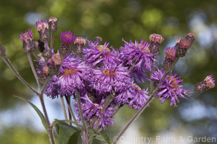 Ironweed (<i>Vernonia arkansana [syn. Vernonia crinita]), a late-summer to autumn-flowering perennial daisy native to the south-central United States. It can grow to as much as 3m tall and thrives in moist areas, such as pond margins. vernonia-3386htm'>Vernonia.