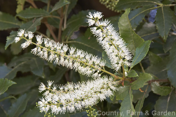 The flower spikes of Kamahi (<i>Weinmannia racemosa</i>), an evergreen tree found throughout New Zealand from Waikato southwards. It grows 15-24m tall and its nectar-rich flowers are very popular with bees. The timber has some uses but it lacks durability and the foliage is sometimes cut for the florists' use. weinmannia-2395htm'>Weinmannia. <a href='cunoniaceae-plant-family-photoshtml'>Cunoniaceae</a>.