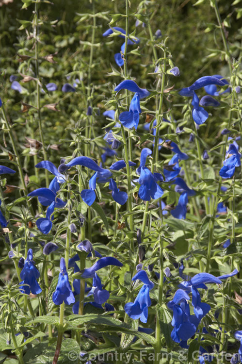 Gentian Sage (<i>Salvia patens</i>), a 30–100cm high, late summer- to autumn-flowering herbaceous perennial found over large parts of central Mexico. There are several cultivated forms differing in size and flower colour. Order: Lamiales, Family: Lamiaceae