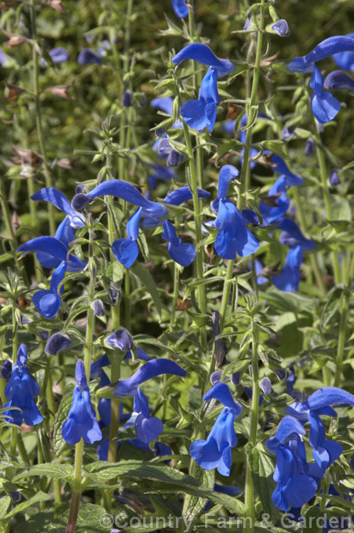 Gentian Sage (<i>Salvia patens</i>), a 30–100cm high, late summer- to autumn-flowering herbaceous perennial found over large parts of central Mexico. There are several cultivated forms differing in size and flower colour. Order: Lamiales, Family: Lamiaceae
