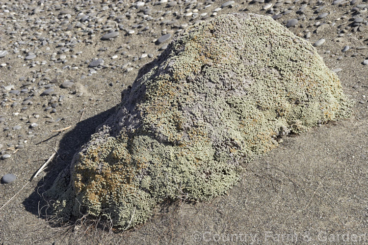 Raoulia australis, a New Zealand scabweed found in from the coast to quite high altitudes. It usually grows as a very flat mat but can mound somewhat at the centre. In summer it often turns golden with masses of petalless flowerheads. The example shown here was growing on windswept coastal dunes and developed an unusual hummock shape as the sand around it was continually eroded away by the wind