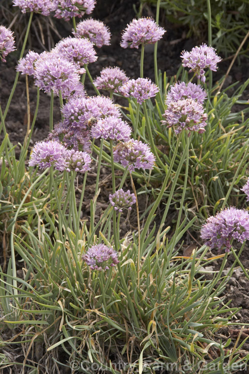 Blue-leaved German Garlic (<i>Allium senescens var. glaucum</i>), a bulbous-rooted late summer- to autumn-flowering Eurasian bulb. Mainly cultivated as an ornamental, its leaves are sometimes used for flavouring. allium-2045htm'>Allium.