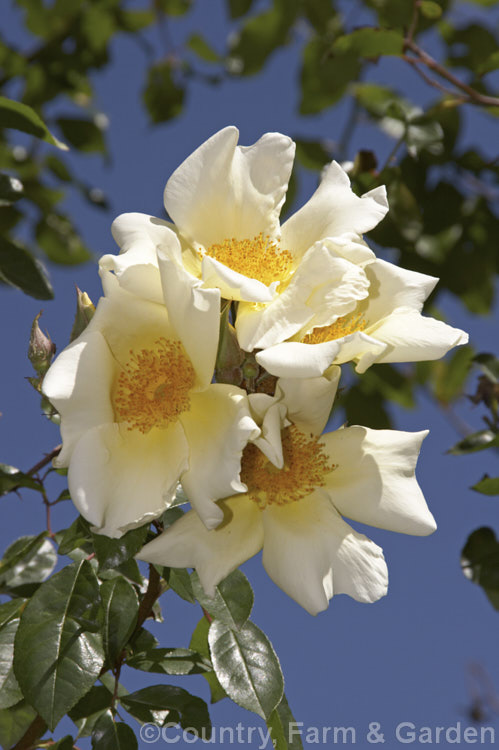 Rosa 'Mermaid' (<i>Rosa bracteata x unknown. Tea rose</i>), a vigorous climber raised by Paul of Britain in 1918. It can grow to over 8m high and wide, blooms in early summer, flowers again in early autumn and has a strong fragrance. Order: Rosales, Family: Rosaceae