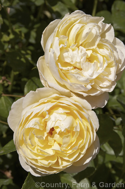 Rosa 'Charlotte' (syn 'Elgin. Festival' [('Chaucer' x 'Conrad. Ferdinand. Meyer') x 'Graham. Thomas']), a fragrant. English Rose raised by Austin of England in 1993. It has an upright habit and can grow to 1.8m tall. The flowers are centifolia style with up to 100 petals. Order: Rosales, Family: Rosaceae