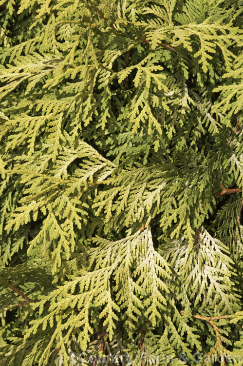 Close up of the summer foliage of Thuja occidentalis 'Wareana. Lutescens' (syn 'Lutescens'), a 25-35m high cultivar of a 20m tall tree native to eastern North America. In winter the light green and yellow foliage that develops bronze tones. Order: Pinales, Family: Cupressaceae