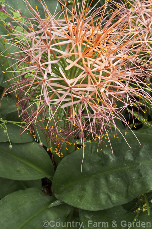 Scadoxus multiflorus subsp. katherinae, a bulb native to West Africa. The flowerheads are borne on stems that can be over 1m tall and the flowering season ranges from spring to autumn depending on the climate and rainfall. The broad strappy leaves are up to 30cm long. scadoxus-3286htm'>Scadoxus.
