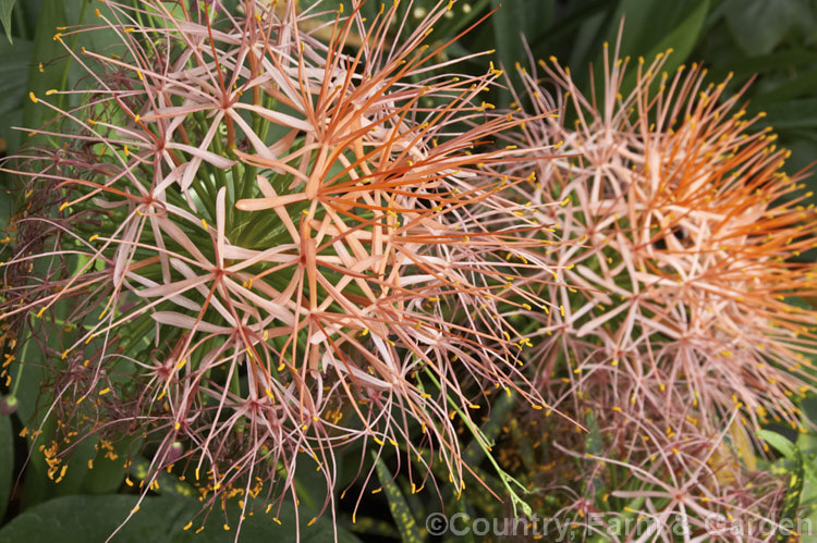Scadoxus multiflorus subsp. katherinae, a bulb native to West Africa. The flowerheads are borne on stems that can be over 1m tall and the flowering season ranges from spring to autumn depending on the climate and rainfall. The broad strappy leaves are up to 30cm long. scadoxus-3286htm'>Scadoxus.