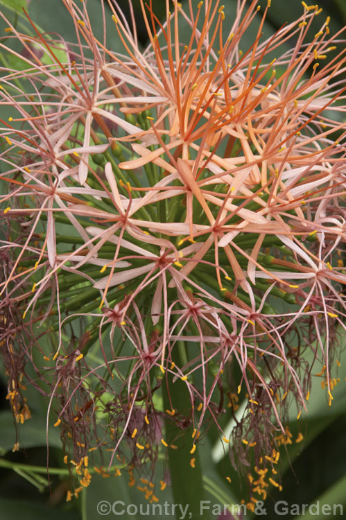Scadoxus multiflorus subsp. katherinae, a bulb native to West Africa. The flowerheads are borne on stems that can be over 1m tall and the flowering season ranges from spring to autumn depending on the climate and rainfall. The broad strappy leaves are up to 30cm long. scadoxus-3286htm'>Scadoxus.