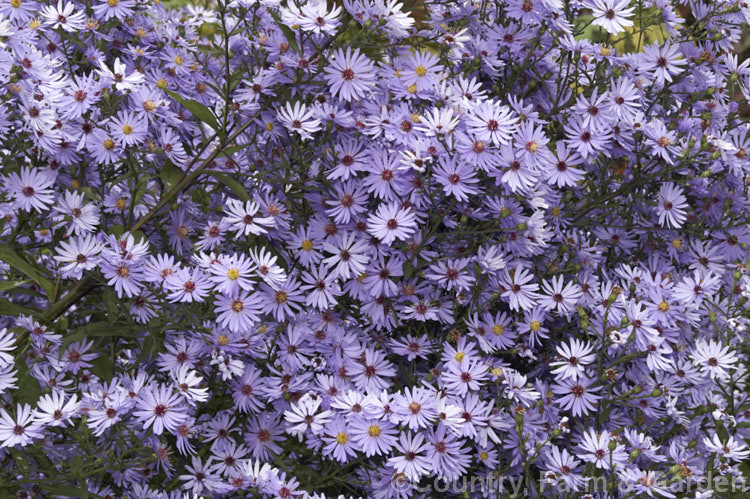 Symphyotrichum cordifolium (syn. Aster cordifolius</i>) 'Little Carlow', a 90cm tall violet-blue-flowered cultivar of a normally 15m tall late summer- to autumn-flowering perennial daisy native to North America. symphyotrichum-2293htm'>Symphyotrichum.