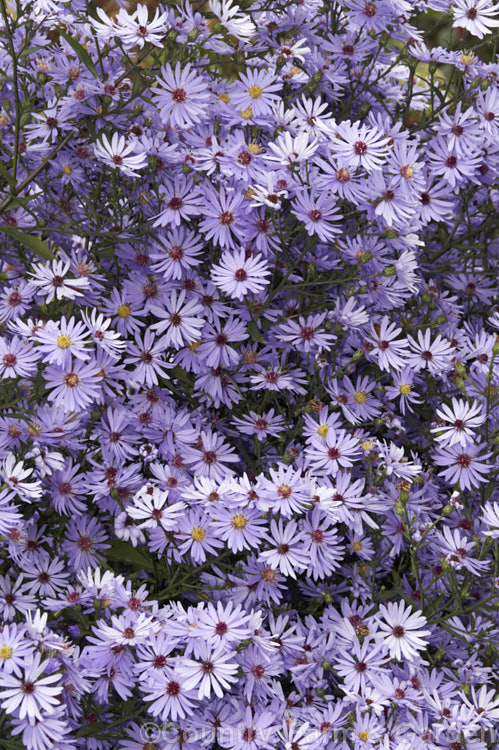 Symphyotrichum cordifolium (syn. Aster cordifolius</i>) 'Little Carlow', a 90cm tall violet-blue-flowered cultivar of a normally 15m tall late summer- to autumn-flowering perennial daisy native to North America. symphyotrichum-2293htm'>Symphyotrichum.