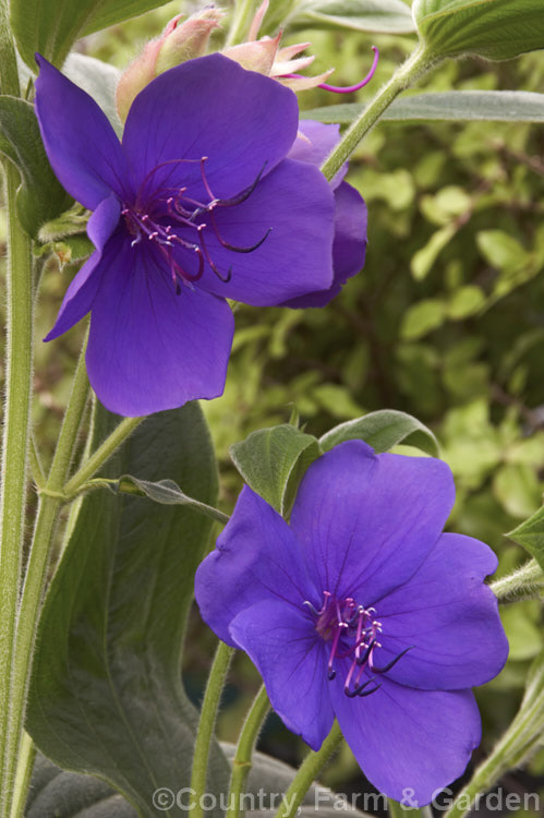 Lasiandra, Glory. Bush or Princess Flower (<i>Tibouchina urvilleana [syn. Tibouchina grandiflora]), a tender evergreen shrub up to 5m tall It is native to Brazil and the flowers appear throughout the warmer months. Order: Myrtales, Family: Melastomataceae