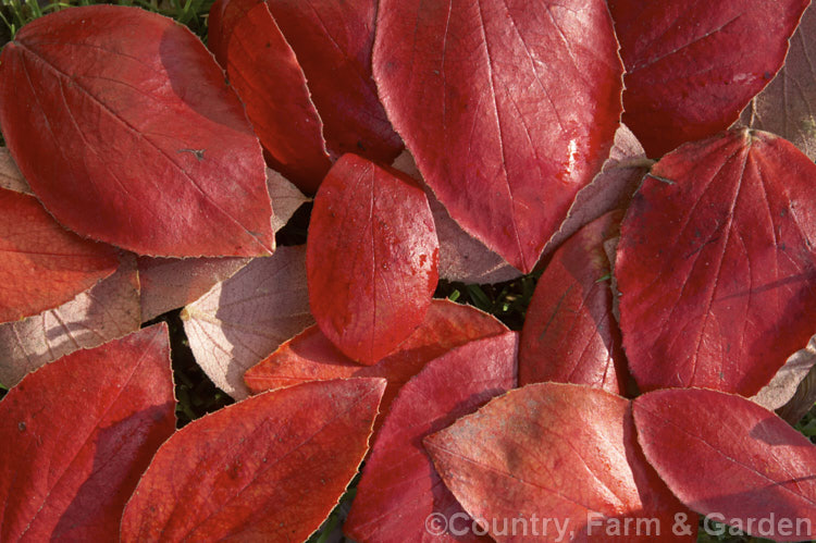 Fallen autumn leaves of Viburnum x burkwoodii (<i>Viburnum carlesii x Viburnum utile</i>), a semi-deciduous, 25-4m tall shrub. Its flowers are strongly scented and borne over a long period from late winter. viburnum-2081htm'>Viburnum. <a href='adoxaceae-plant-family-photoshtml'>Adoxaceae</a>.