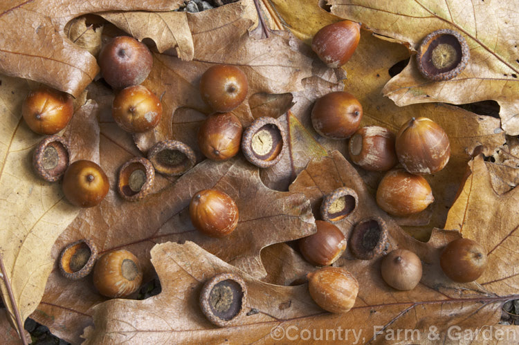 Fallen foliage and acorns of Red Oak or Northern Red Oak (<i>Quercus rubra</i>), a 30-40m tall deciduous tree native to eastern North America. This is the variety formerly known as Quercus borealis var. maxima, which has leaves are up to 20cm long. Order: Fagales, Family: Fagaceae