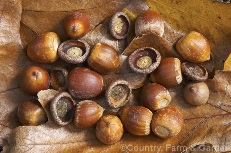 Fallen foliage and acorns of Red Oak or Northern Red Oak (<i>Quercus rubra</i>), a 30-40m tall deciduous tree native to eastern North America. This is the variety formerly known as Quercus borealis var. maxima, which has leaves are up to 20cm long. Order: Fagales, Family: Fagaceae