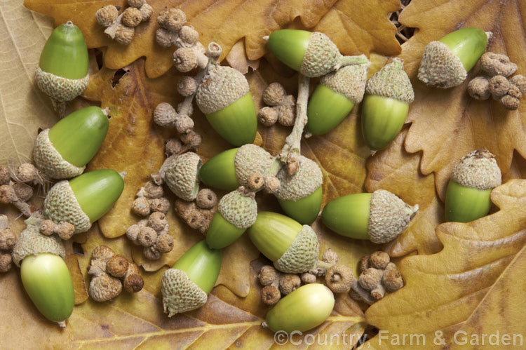 Fallen foliage and acorns of Caucasian Oak or Persian. Oak (<i>Quercus macranthera</i>), a 25-30m tall deciduous tree native to the Caucasus and northern Iran. It does not lose its foliage until the first hard frosts and develops little or no autumn colour. In mild areas it may be semi-evergreen. The production of fertile acorns is often quite low, but the tree produces an abundance of small sterile fruits, as shown here. Order: Fagales, Family: Fagaceae