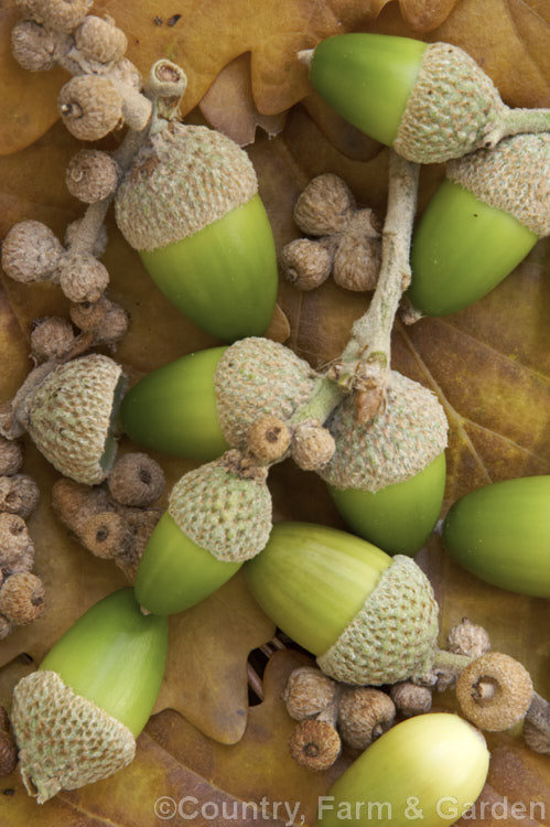 Fallen foliage and acorns of Caucasian Oak or Persian. Oak (<i>Quercus macranthera</i>), a 25-30m tall deciduous tree native to the Caucasus and northern Iran. It does not lose its foliage until the first hard frosts and develops little or no autumn colour. In mild areas it may be semi-evergreen. The production of fertile acorns is often quite low, but the tree produces an abundance of small sterile fruits, as shown here. Order: Fagales, Family: Fagaceae