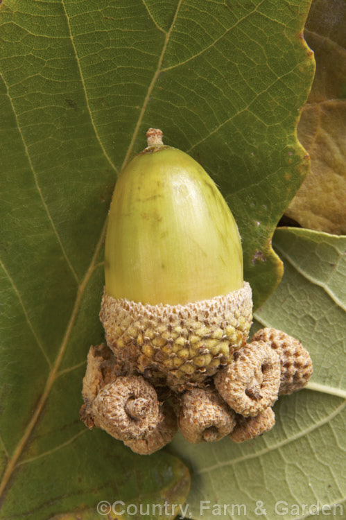 An acorn of the Algerian Oak or Mirbeck's Oak (<i>Quercus canariensis</i>) on some of the tree's foliage. This deciduous tree can grow to 40m tall, has thick, deeply fissured bark, and despite the specific epithet, it comes not from the Canaries but. North Africa and the Iberian. Peninsula. It does not lose its foliage until the first hard frosts, develops little or no autumn colour and in mild areas it may be semi-evergreen. Each fertile acorns is often subtended by several small sterile fruits