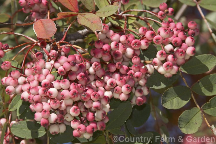 Sorbus hupehensis, a spring-flowering deciduous tree to 10m tall, from central and western China. The cream flowers are borne in loose heads and are followed by clustered fruits that are initially creamy white, becoming pink-flushed as they ripen. sorbus-2143htm'>Sorbus.